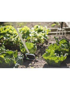 Piktžolių ravėtuvas "Light" 2